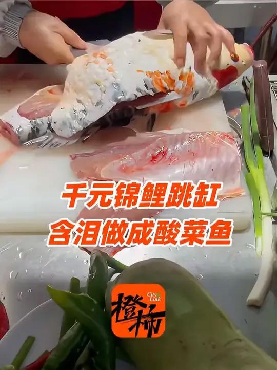 价值千元的锦鲤跳缸身亡,主人不舍得丢弃含泪做成酸菜鱼 “吃着味道还行,和普通鱼差不多”