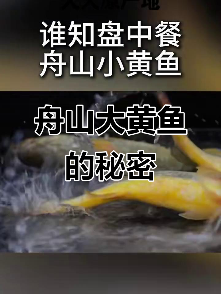 浙江舟山野养大黄鱼,价格亲民味道堪比野生