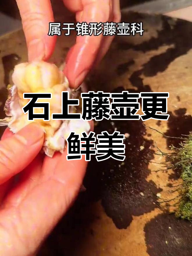 藤壶美味秘密:石头上的才是最肥美,海龟鲸鱼身上的是另一种