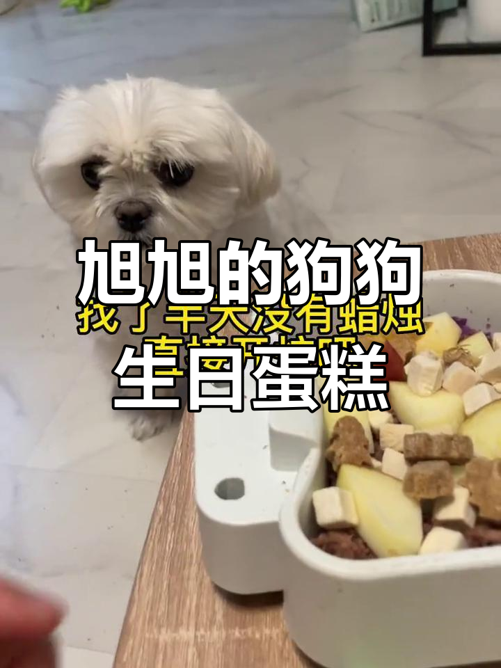 旭旭四岁生日,狗狗蛋糕和生日愿望大揭秘