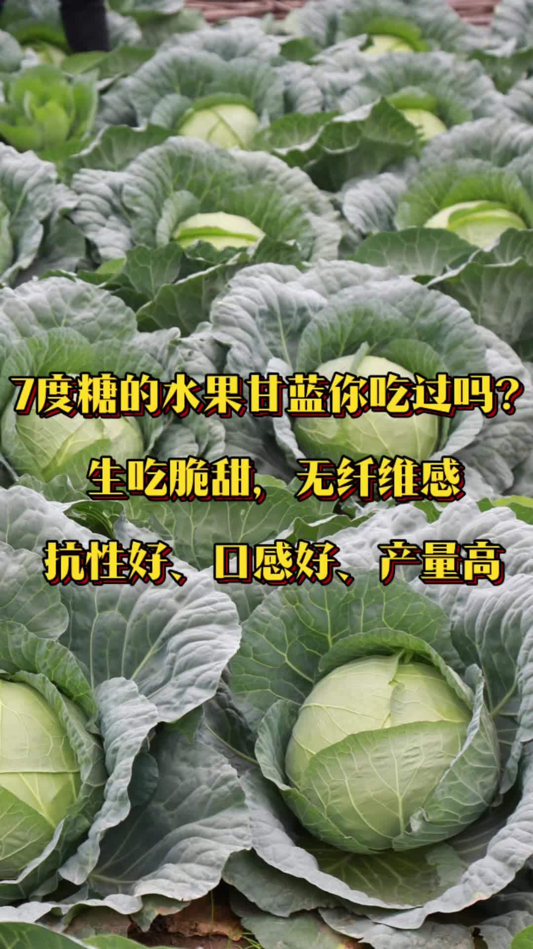 可以生吃的水果甘蓝，让一个企业销售额达到1个亿，您相信吗？三农 水果甘蓝