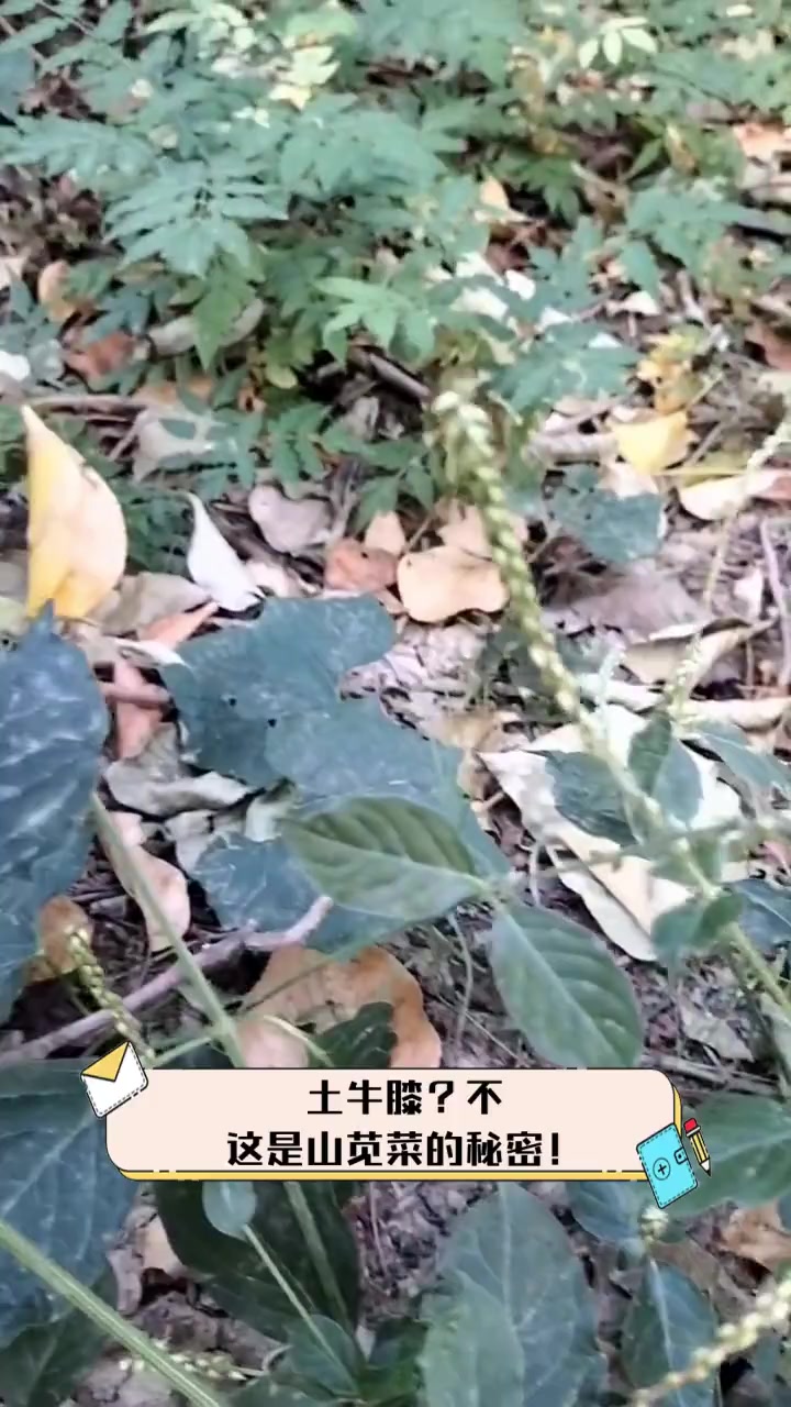 土牛膝?不,这是山苋菜的秘密!