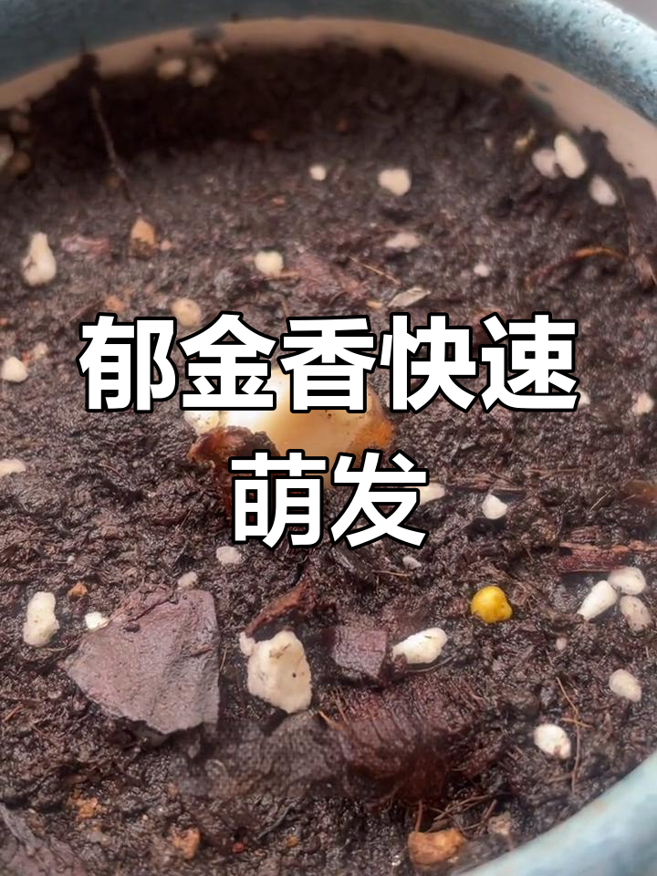 郁金香种球发芽,生长迅速,期待花开!