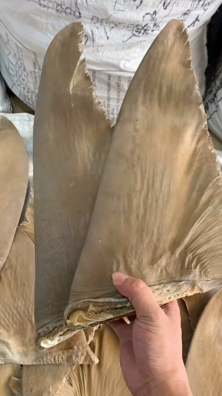 鱼翅的正确泡发方法及2种家常鱼翅的做法