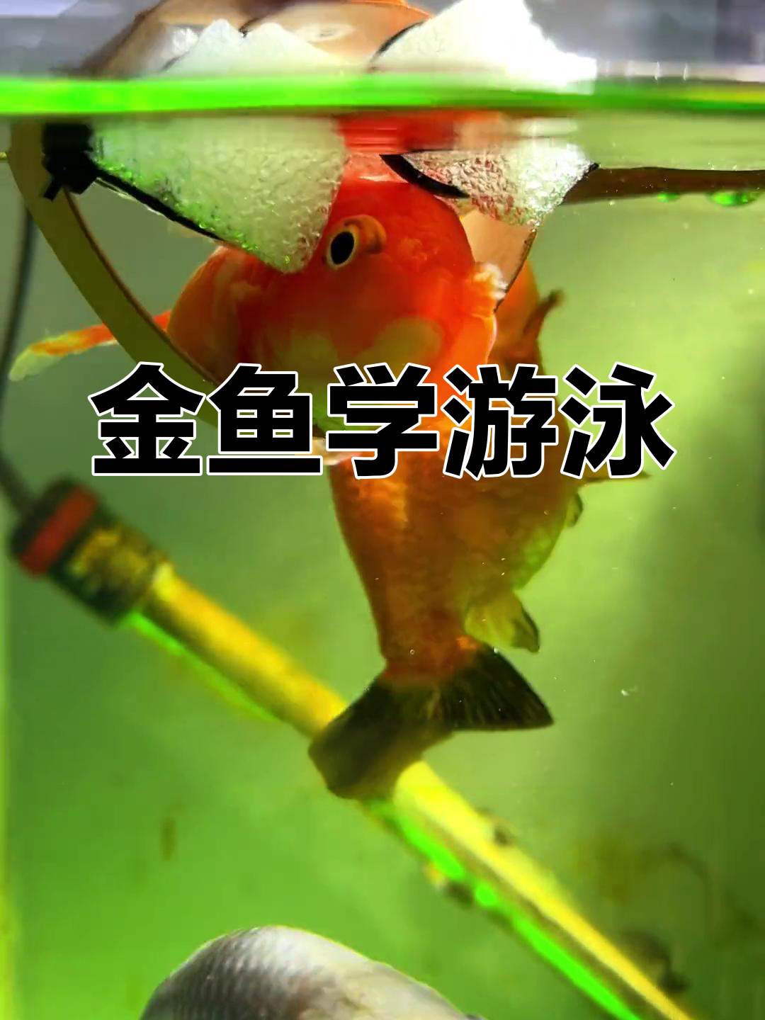 这条金鱼病了,我教它游泳