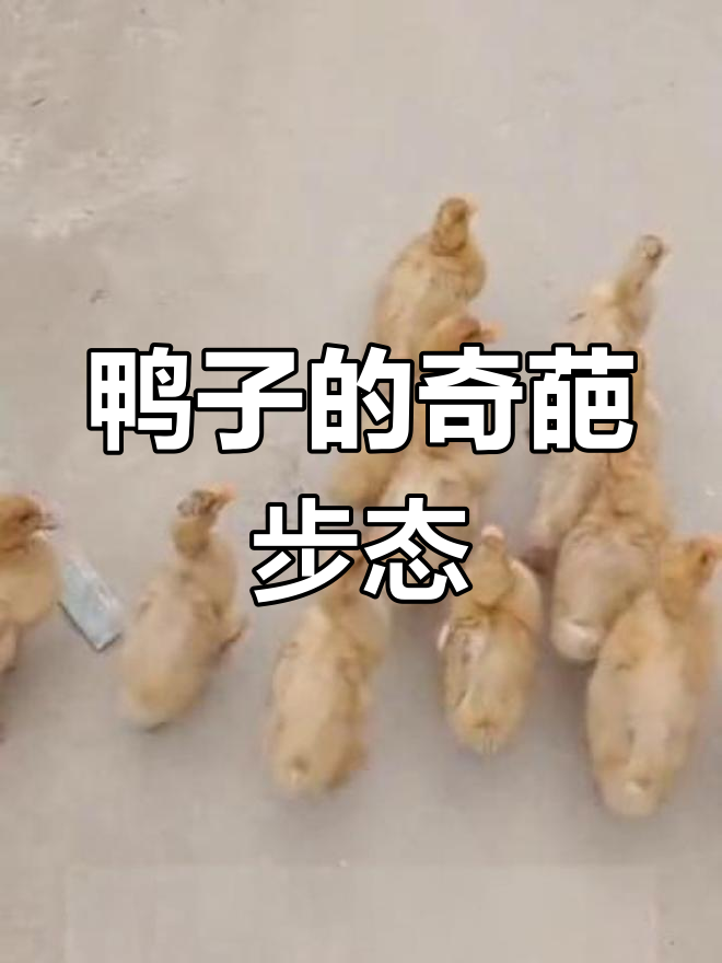 鸭子走路太搞笑,六亲不认的步伐萌翻了