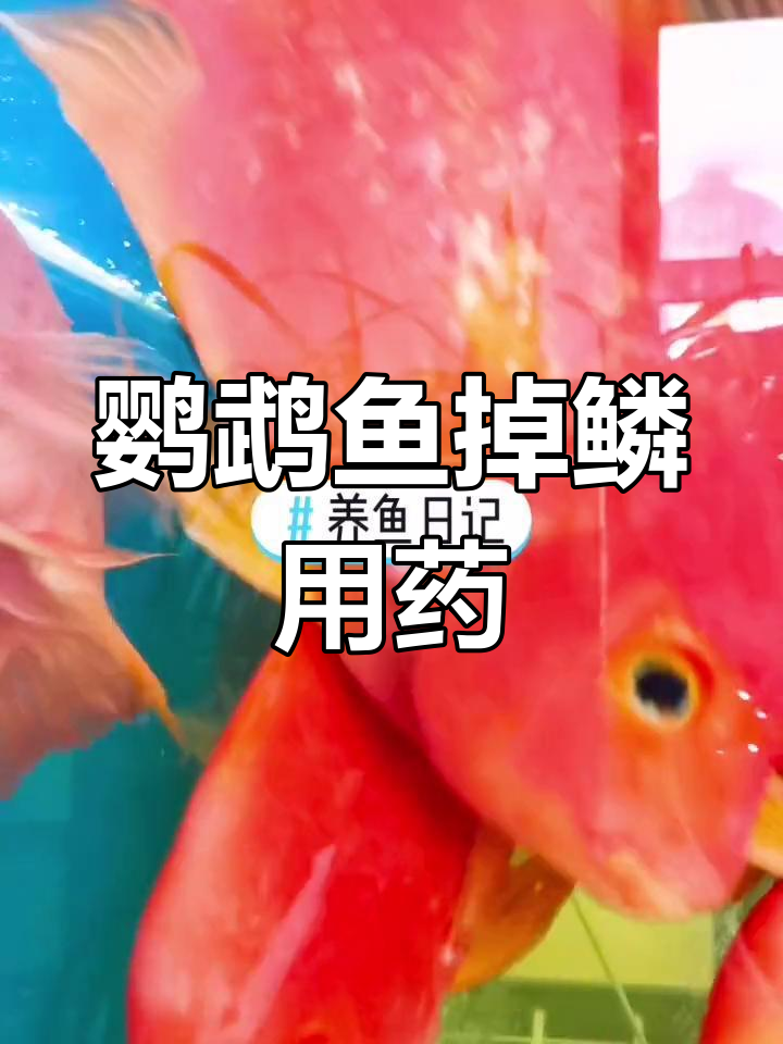 鹦鹉鱼掉鳞怎么办?推荐药物