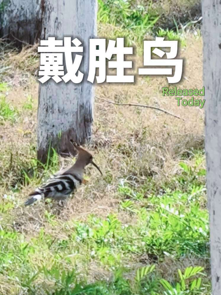 一只戴胜,又叫做“花蒲扇”“鸡冠鸟”。#校园随拍