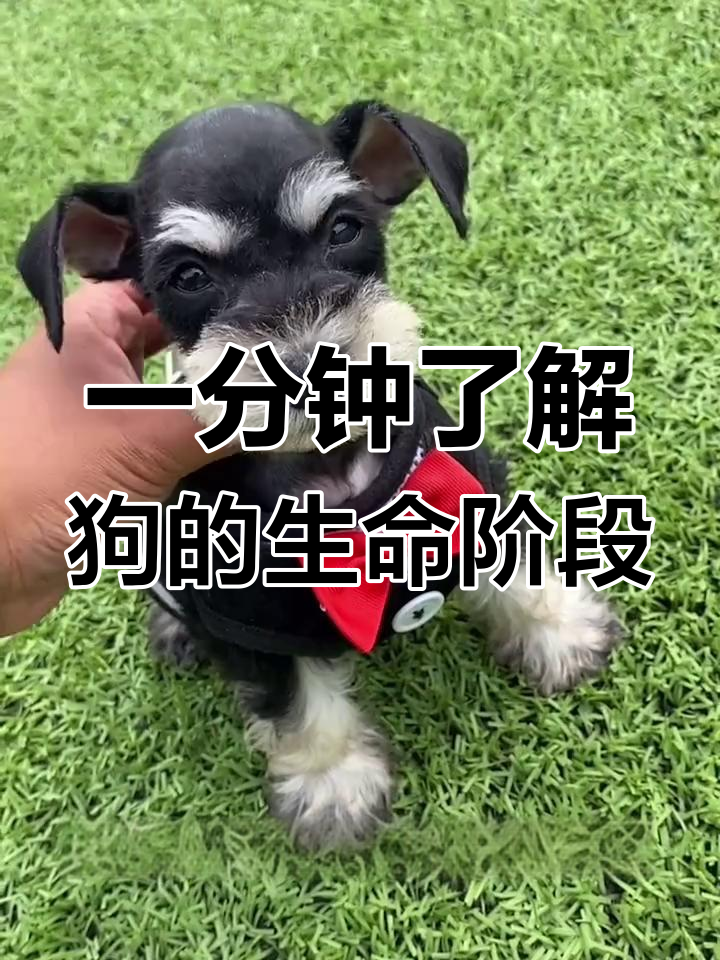 狗狗的一生,从出生到衰老的成长历程