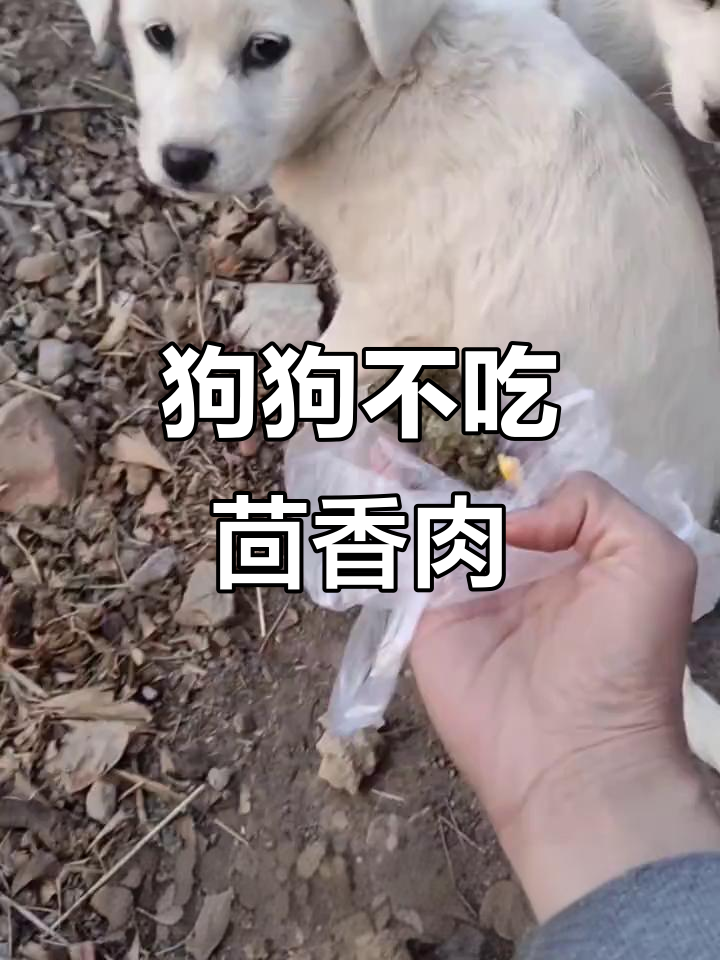 小狗嫌弃茴香猪肉馅，表情太搞笑了