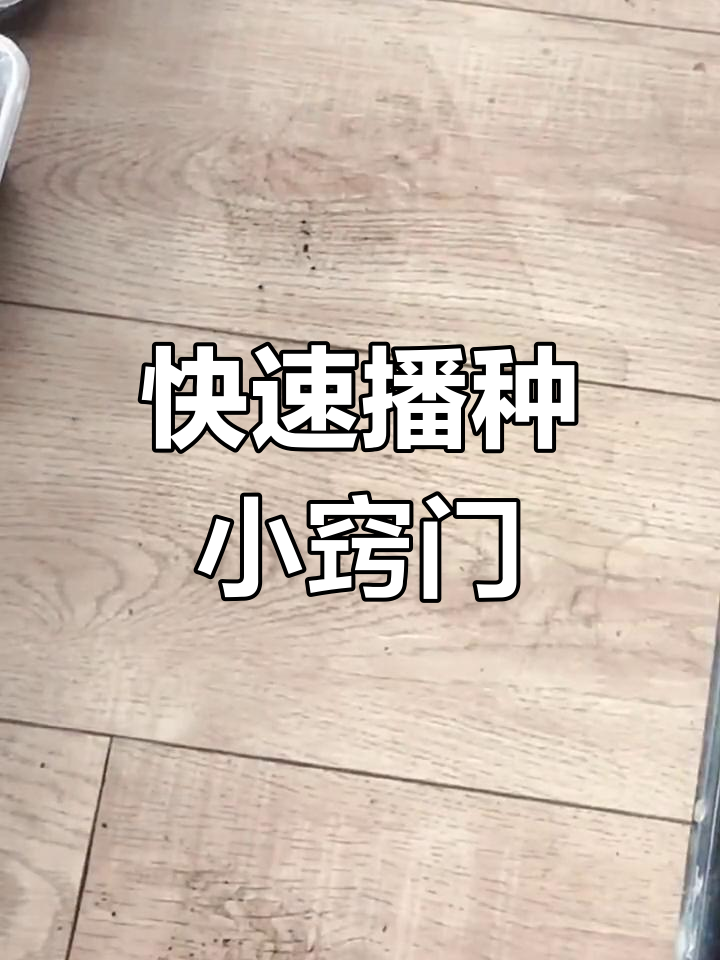 多肉植物撒播技巧,轻松搞定种子多的问题