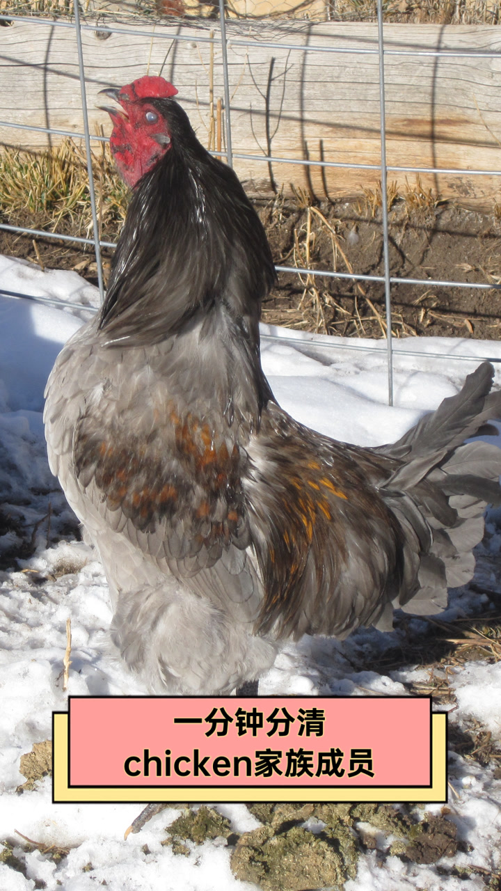 一分钟分清chicken家族成员