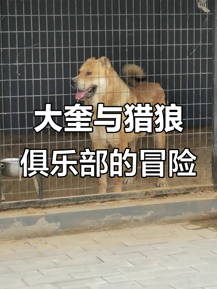 鼎尚猎狼俱乐部：大奎的传奇故事