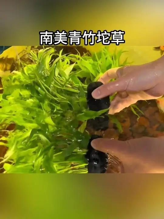 鱼缸造景不好看,水质不清澈的,可以试试这个南美青竹。成长速度非常快净水能力特别强#青苔水草