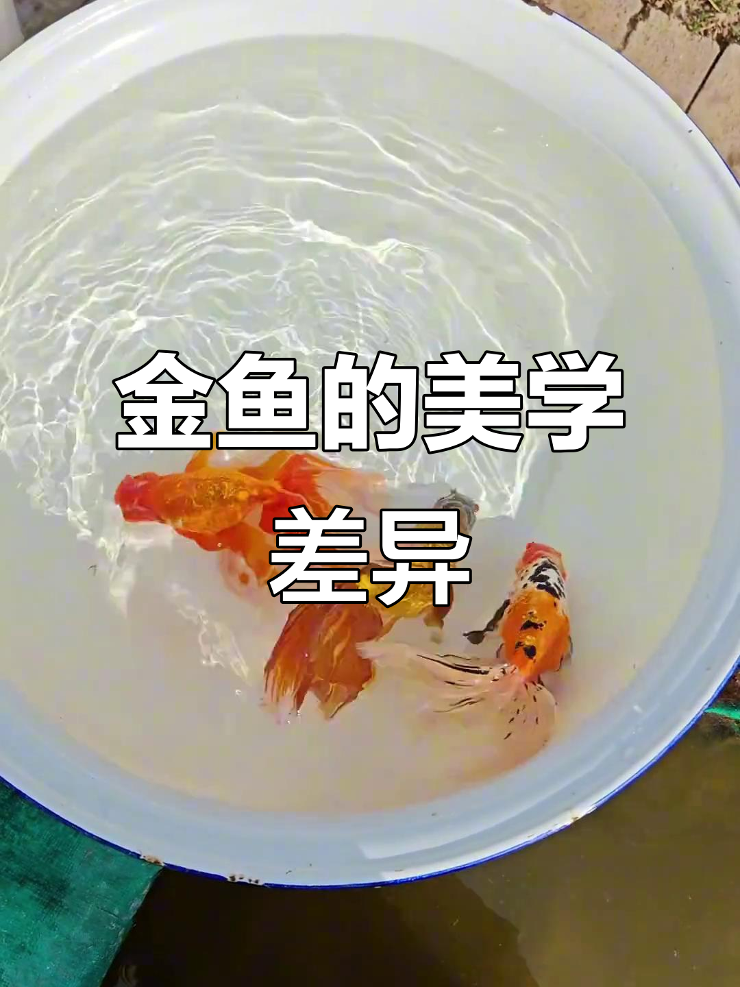 中国的金鱼自由灵动,西方则更注重规则与框架