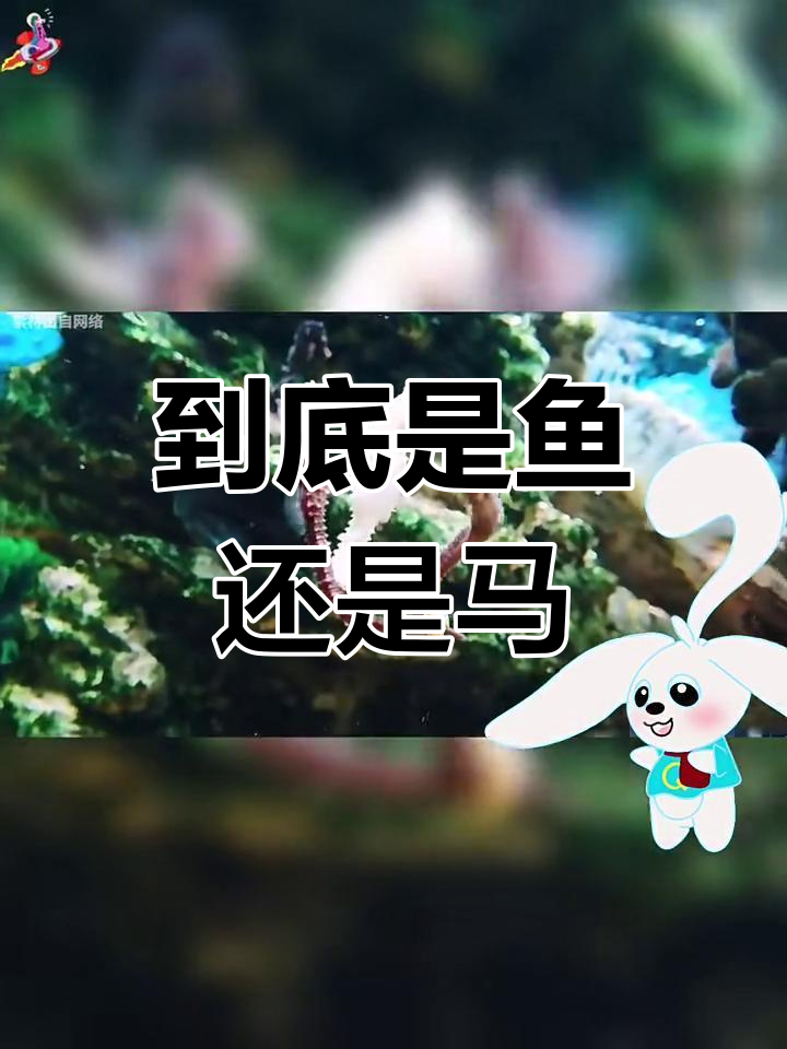 海马是鱼还是马?揭秘海马的奇特身份
