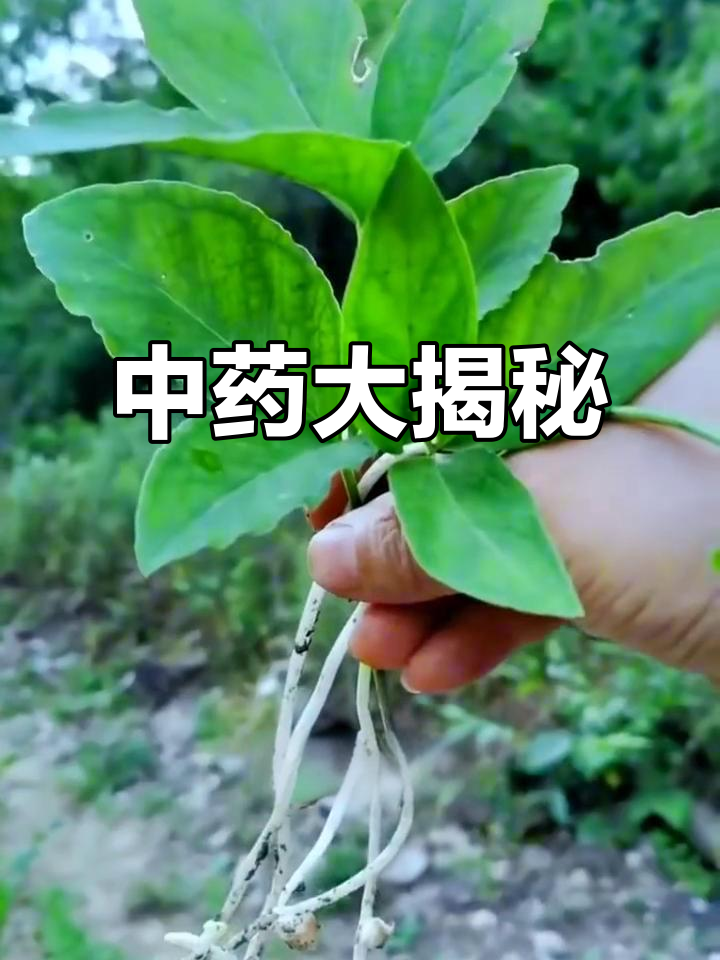 走进农村,认识这些常见中草药,了解它们的功效与作用