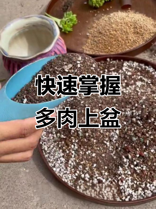 多肉植物种植技巧大公开，轻松学会养护秘诀