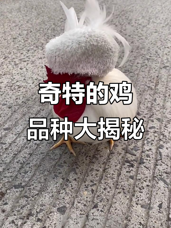 20种奇特造型的鸡,看看你认识几种?