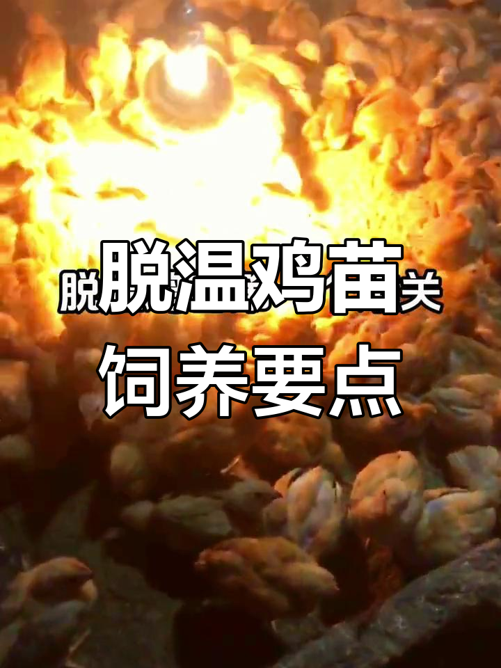 脱温鸡苗养殖注意事项