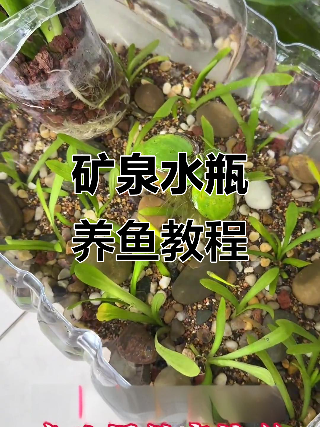 用矿泉水桶打造生态鱼缸,简单又美观