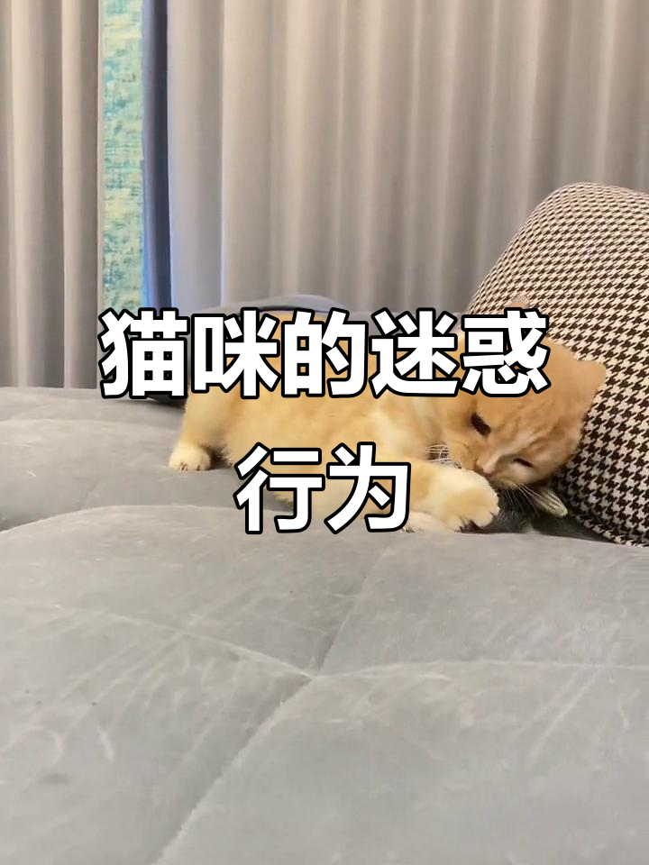 小猫咪被玩具鱼吸引，结果竟然是为了这个！