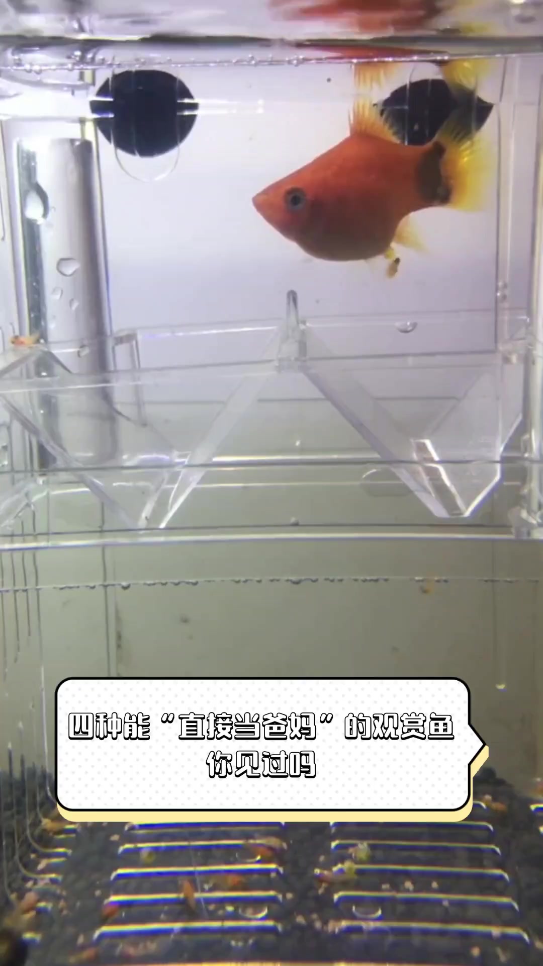 四种能“直接当爸妈”的观赏鱼,你见过吗