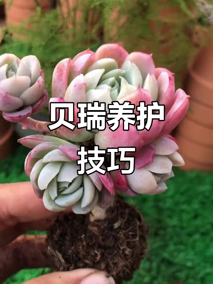 贝瑞多肉植物养护全攻略:如何让它爆盆出状态