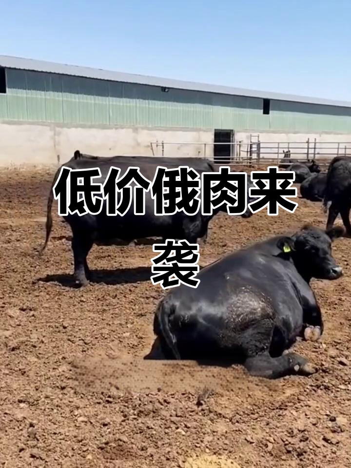 俄罗斯牛肉低价入华,五万吨首批进口,比猪肉还便宜