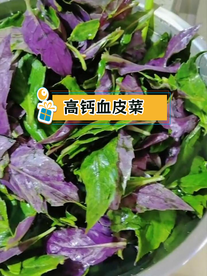 血皮菜:高钙野菜的种植与营养价值