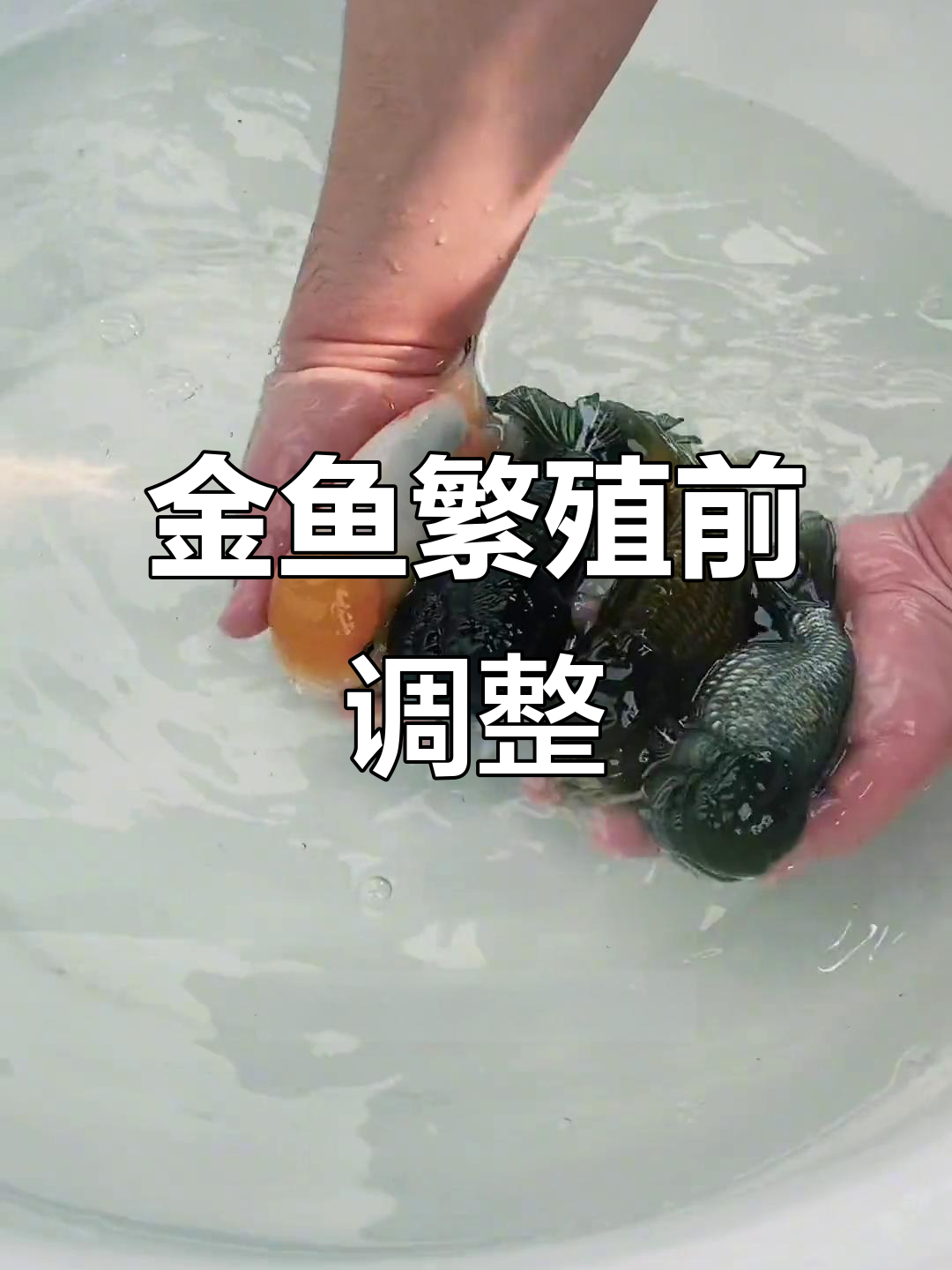 唤醒五虎上将,金鱼繁殖前期准备大揭秘