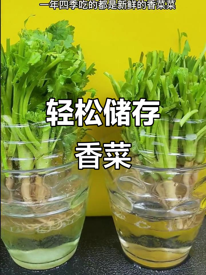 香菜保鲜小妙招，一年四季都能吃到新鲜香料