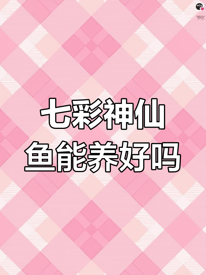 七彩神仙鱼好养吗?新手必看饲养技巧