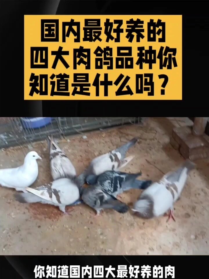 国内最好养的四大肉鸽品种你知道是什么吗?