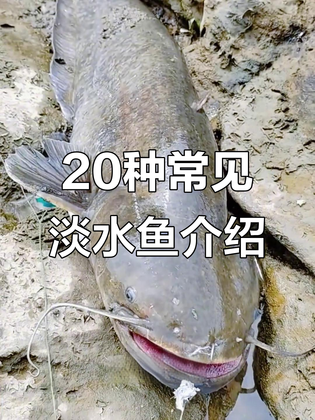 带你认识20种常见淡水鱼，轻松了解它们的特点