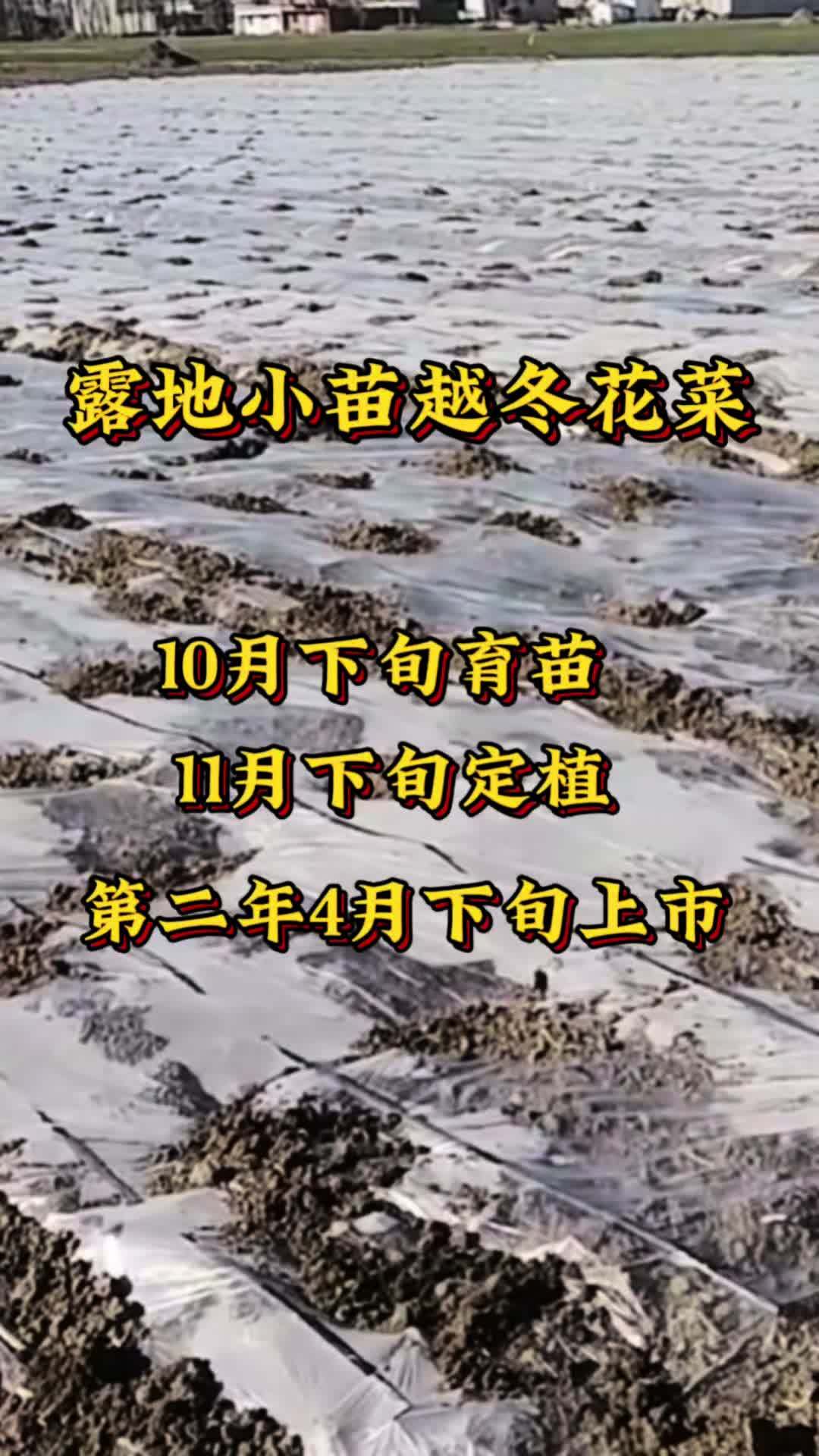 小苗越冬花菜,一个可以在10月份露地种植的越冬花菜!第二年 4月下旬上市,行情好!三农 越