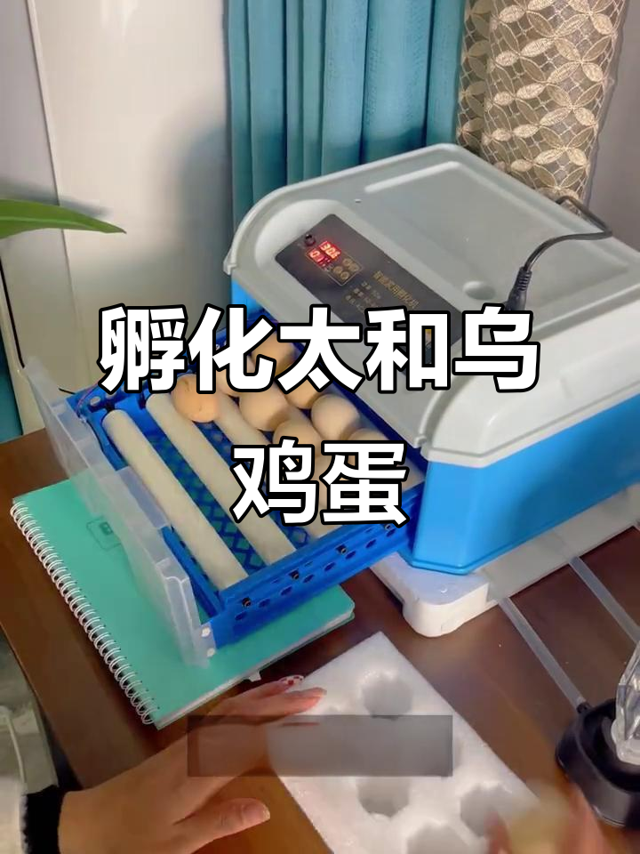 七块钱一枚的泰和乌鸡蛋,孵出来能成功吗?