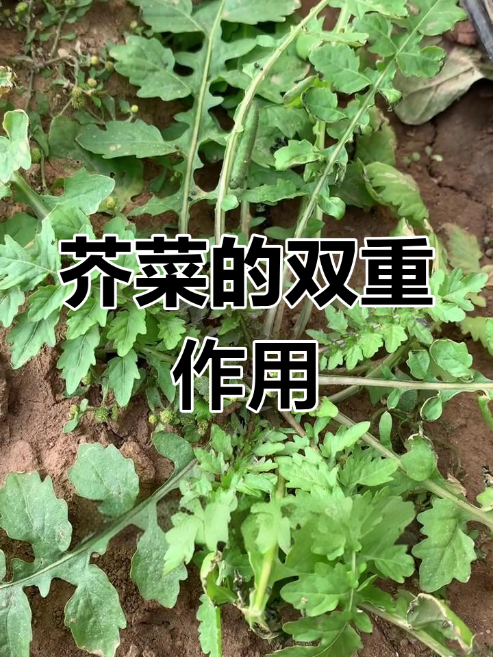芥菜的营养价值与药用功效