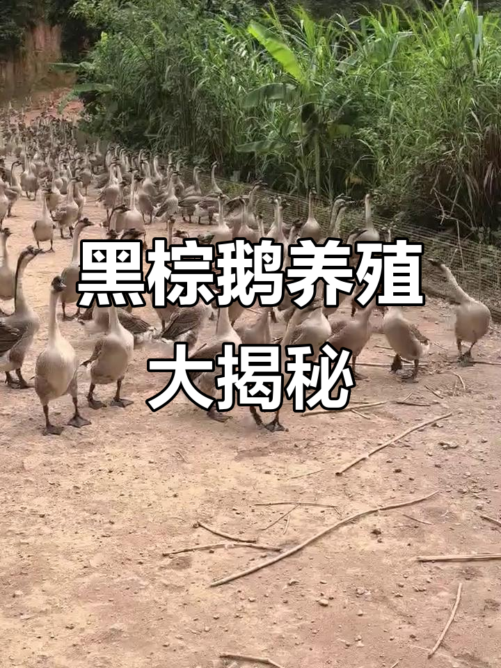 探访全国最大黑棕鹅养殖基地，规模惊人！
