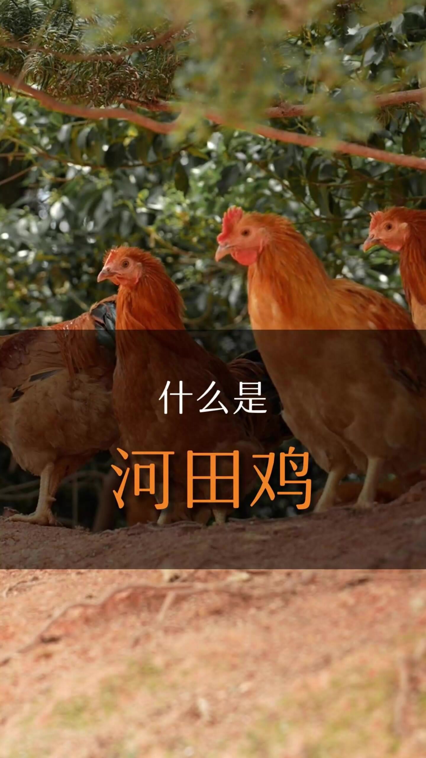 什么是河田鸡