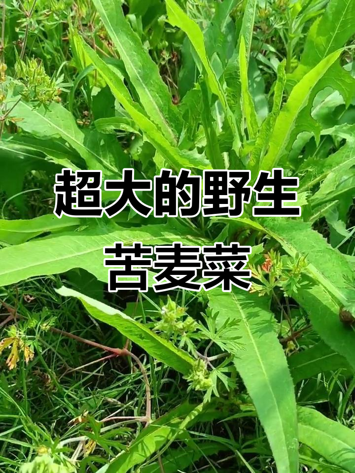 超大野生苦麦菜，芦苇叶包粽子超有趣