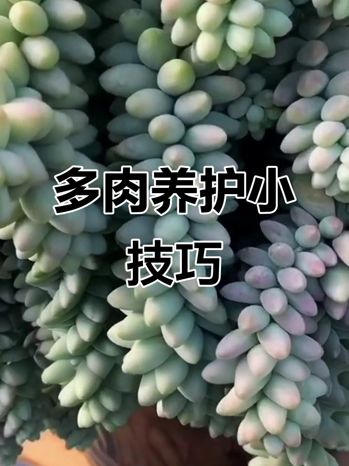 养护玉坠多肉,注意排水通风与避免叶片直接浇水