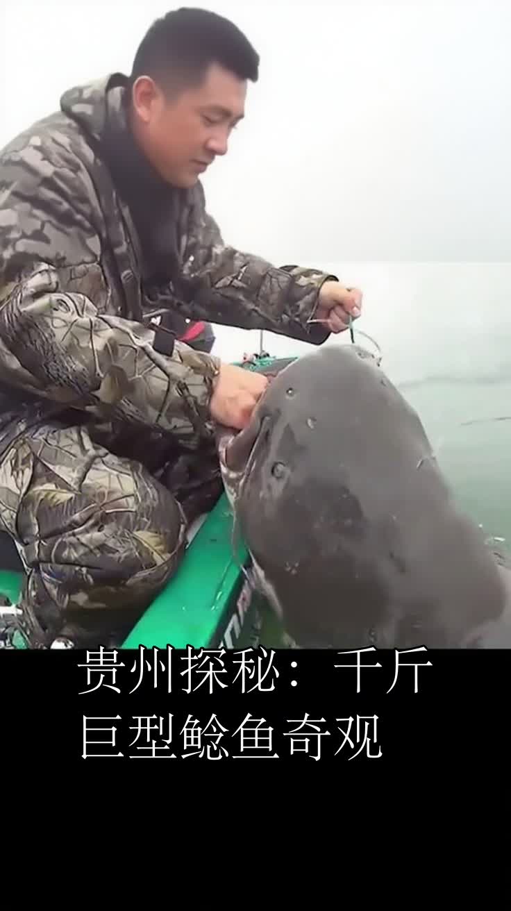 贵州探秘:千斤巨型鲶鱼奇观