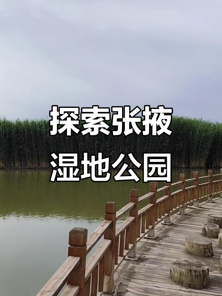 张掖湿地公园:自然与生态的完美融合,探秘芦苇荡和白天鹅