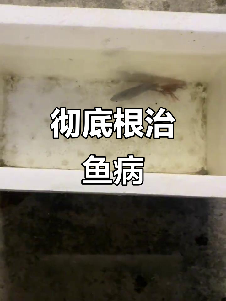 鱼长肉瘤怎么办?一步到位的治疗方法