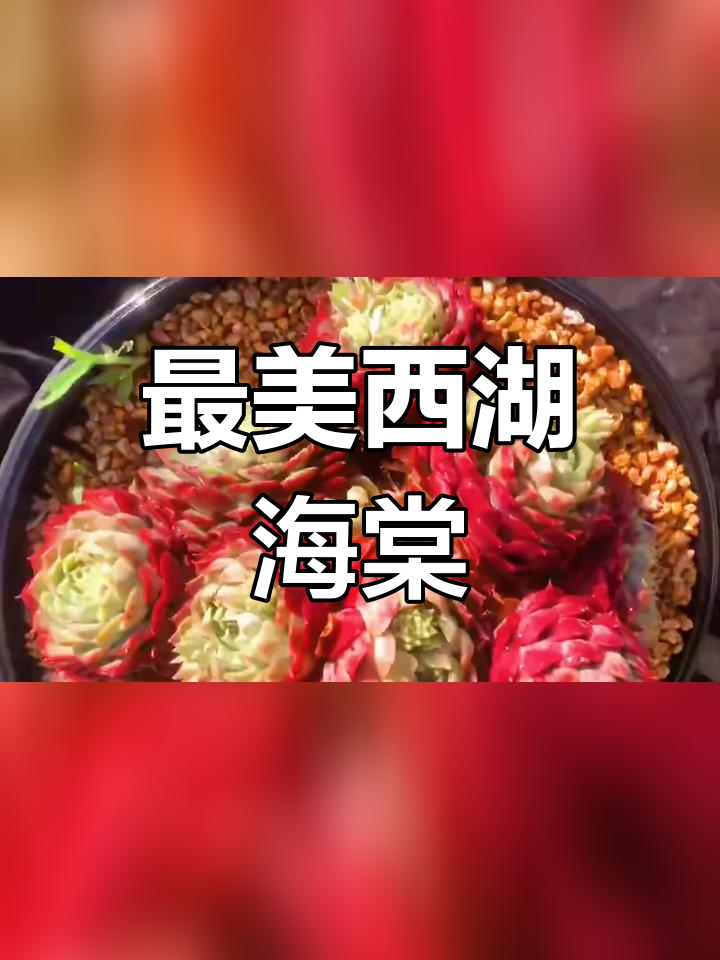 西湖海棠,阳光下的美丽多肉