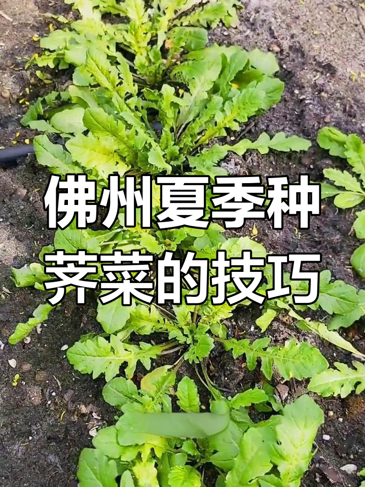 佛罗里达炎夏也能种荠菜,催芽育苗全过程大揭秘
