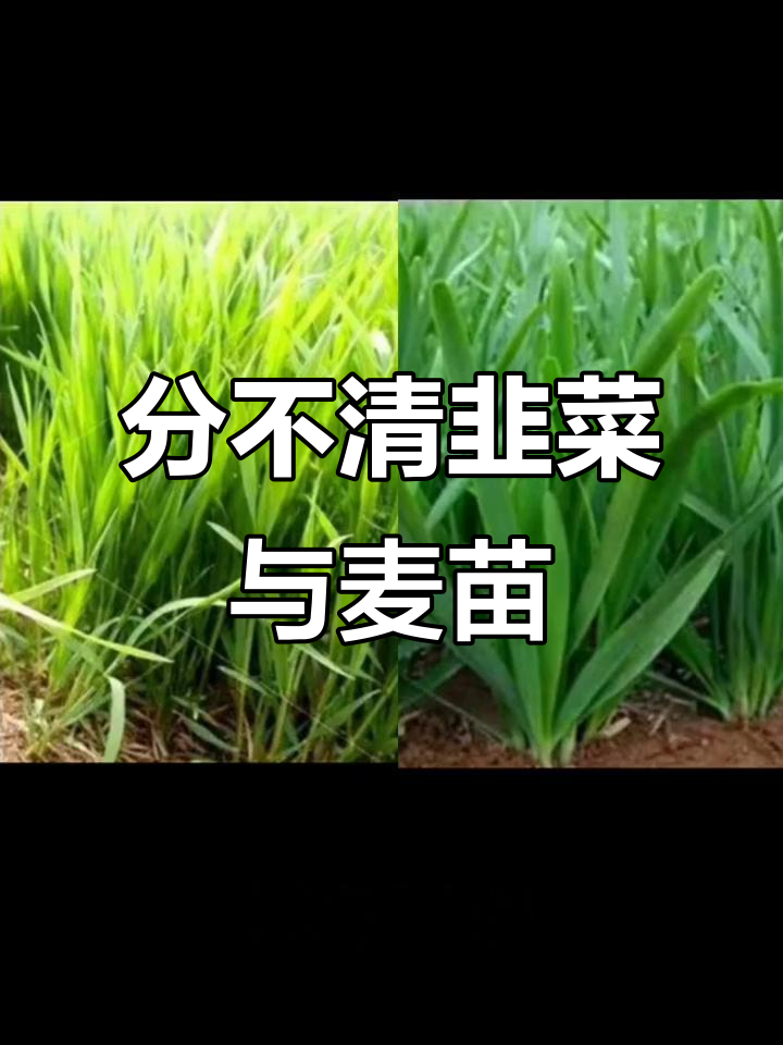 电商做不好?先从分清韭菜和麦苗开始!