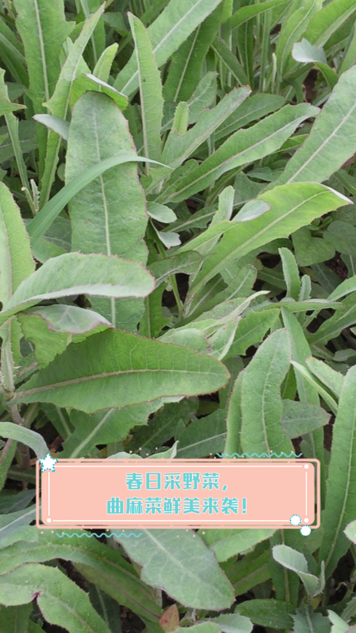 春日采野菜，曲麻菜鲜美来袭！