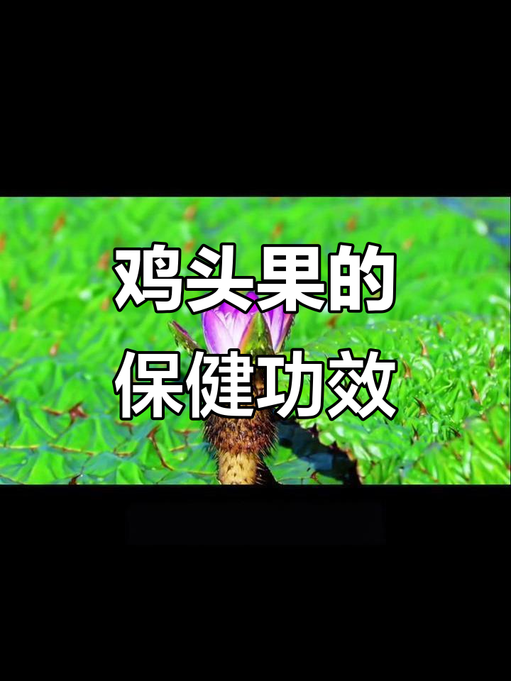 鸡头果富含营养,抗氧化、保护心脏功能显著